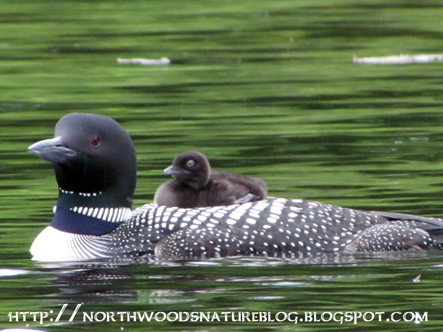 Northwoods Nature Blog Common Loon Baby