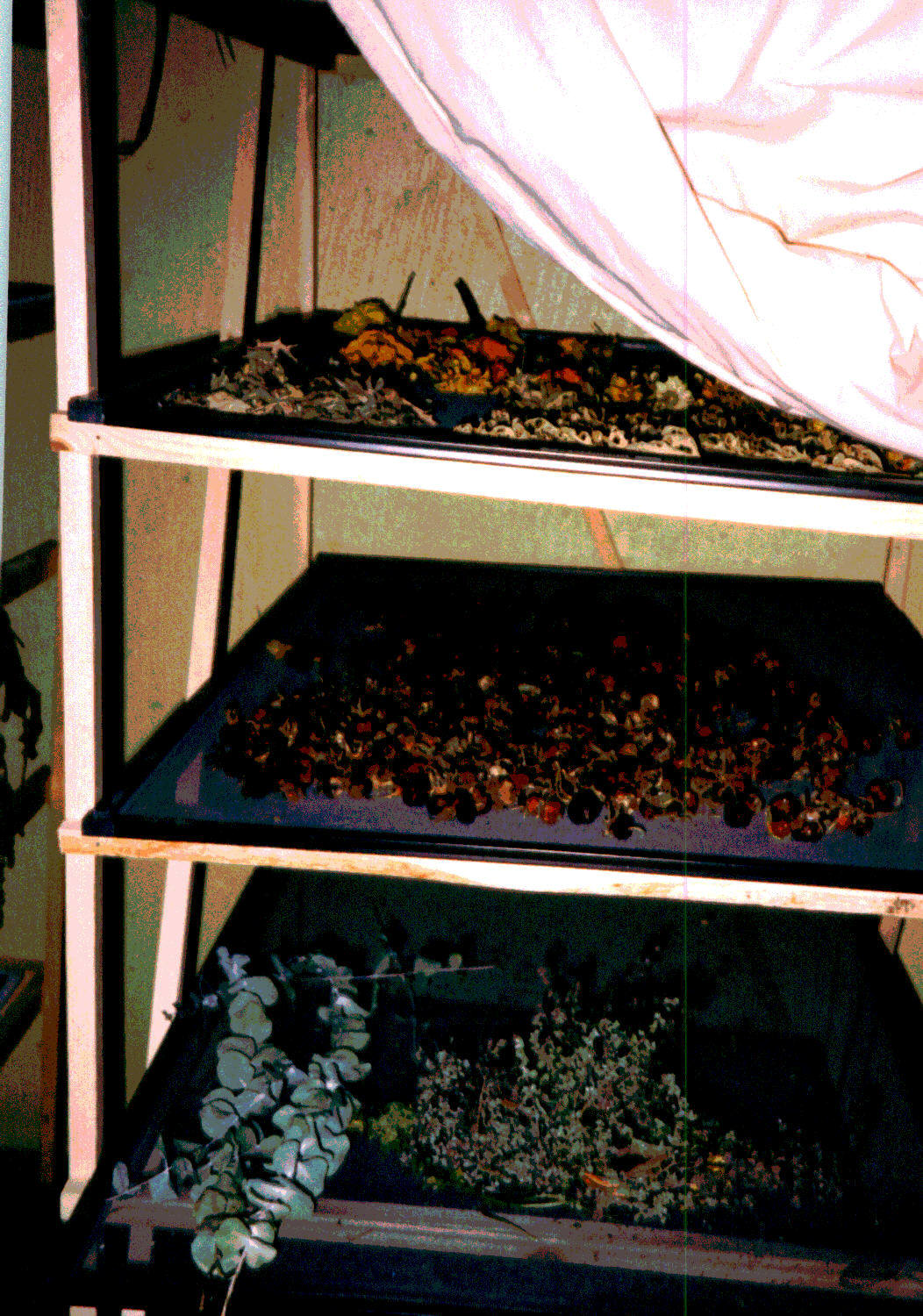 Backyard Patch Herbal Blog Drying Your Herbs