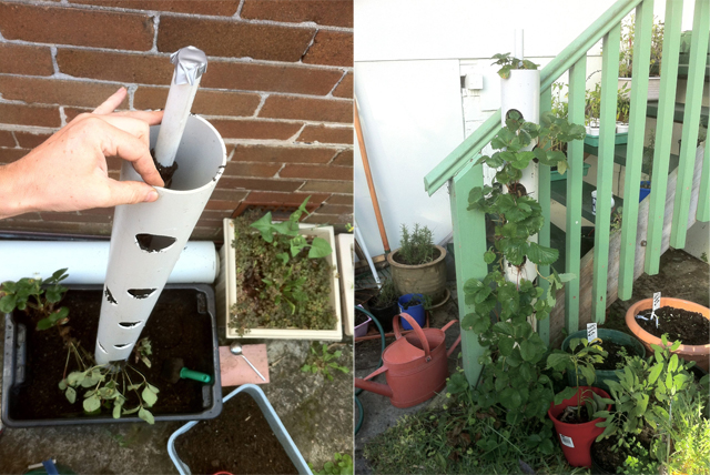 COMO FAZER CULTIVO DE MORANGO EM ESTUFA COMO CULTIVAR