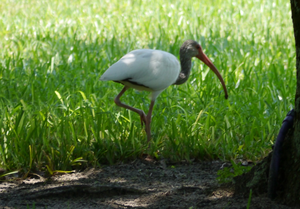 Bahama Bay Resort Orlando Floride parc lacs oiseaux ibis