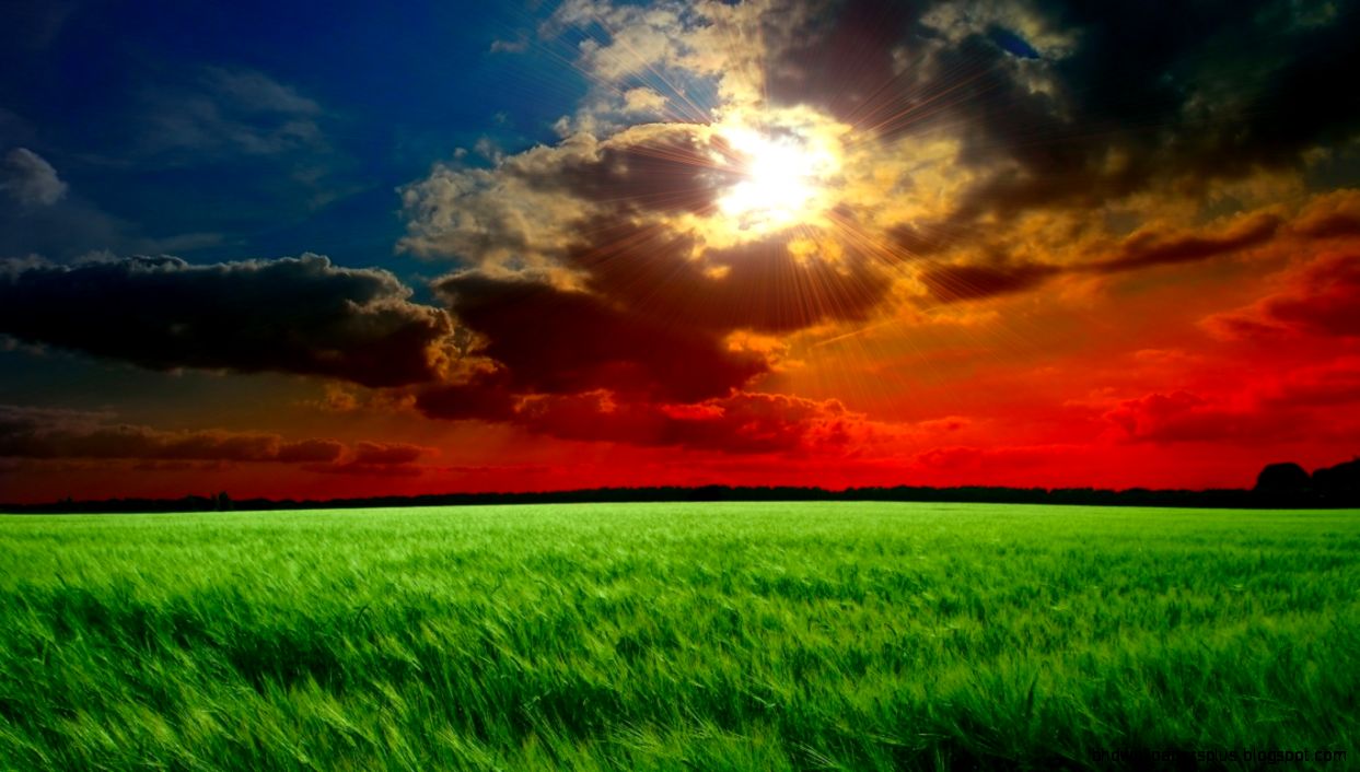 1366x768 Red sunset fields Wallpaper