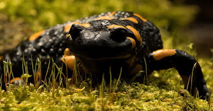 Salamandra škvrnitá