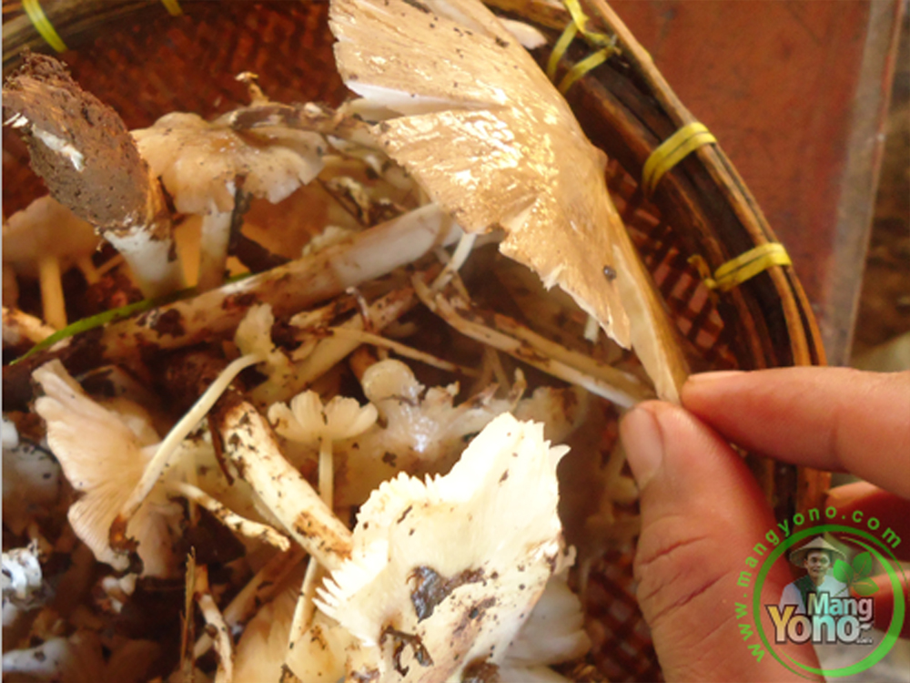 Mimpi Melihat Jamur Banyak dan Memetiknya