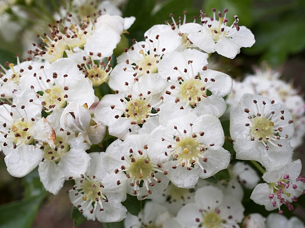 Milton Country Park Through the Year May Day and Hawthorn Blossom