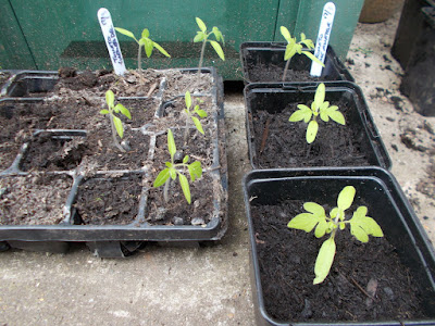  Tomato seedlings Grow your own April Update 80 Minute Allotment Green Fingered Blog