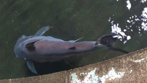 Siamese Catfish Siamese Catfish