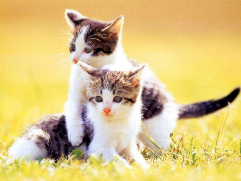 Cat Pictures Cat Picture Cats Pictures Picture Of Cats