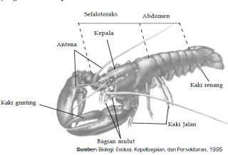 Klasifikasi Filum Arthropoda, Contoh serta Ciri-Ciri Hewan dari Kelas Arachnida, Crustacea, Myriapoda, dan Insecta (Serangga)  