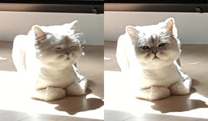 강지영네 고양이 인스타계정 팔로한 구하라 | 인스티즈