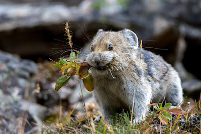 American pika (Ochotona princeps)