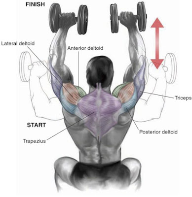The Most Effective Shoulder Dumbbell Exercises