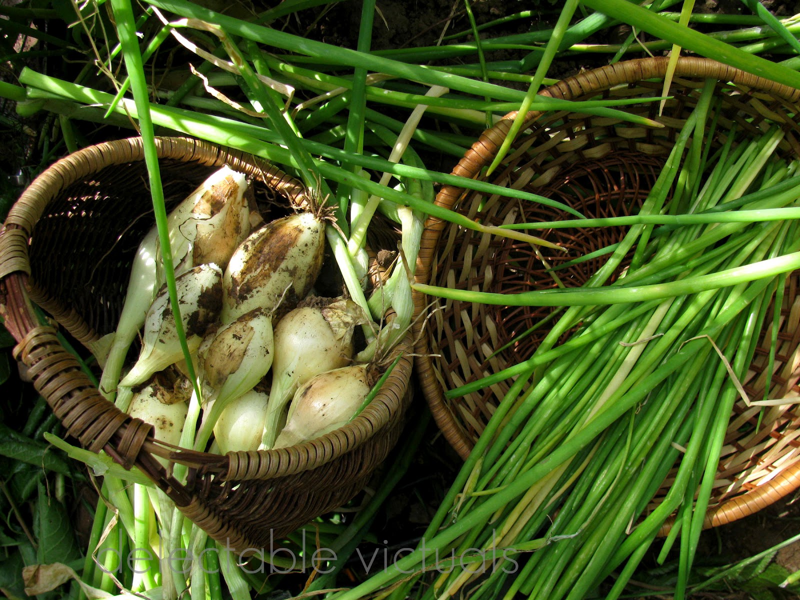 Delectable Victuals Sweet & Crunchy Walla Walla Pearl Onions