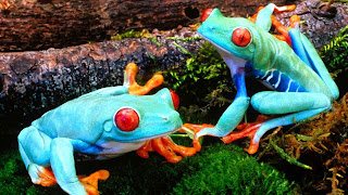 hd beautiful frog background