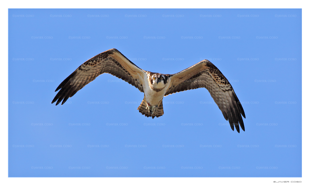 Javier Coso Fotografía de Naturaleza Aguila