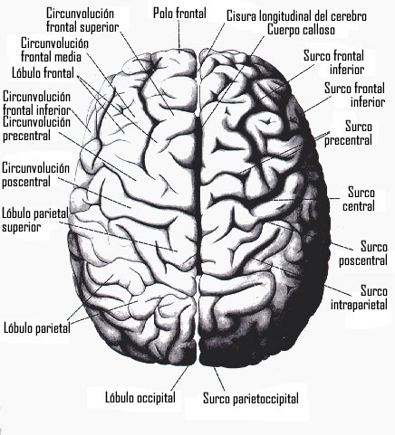 cerebro en llamas cerebro en llamas