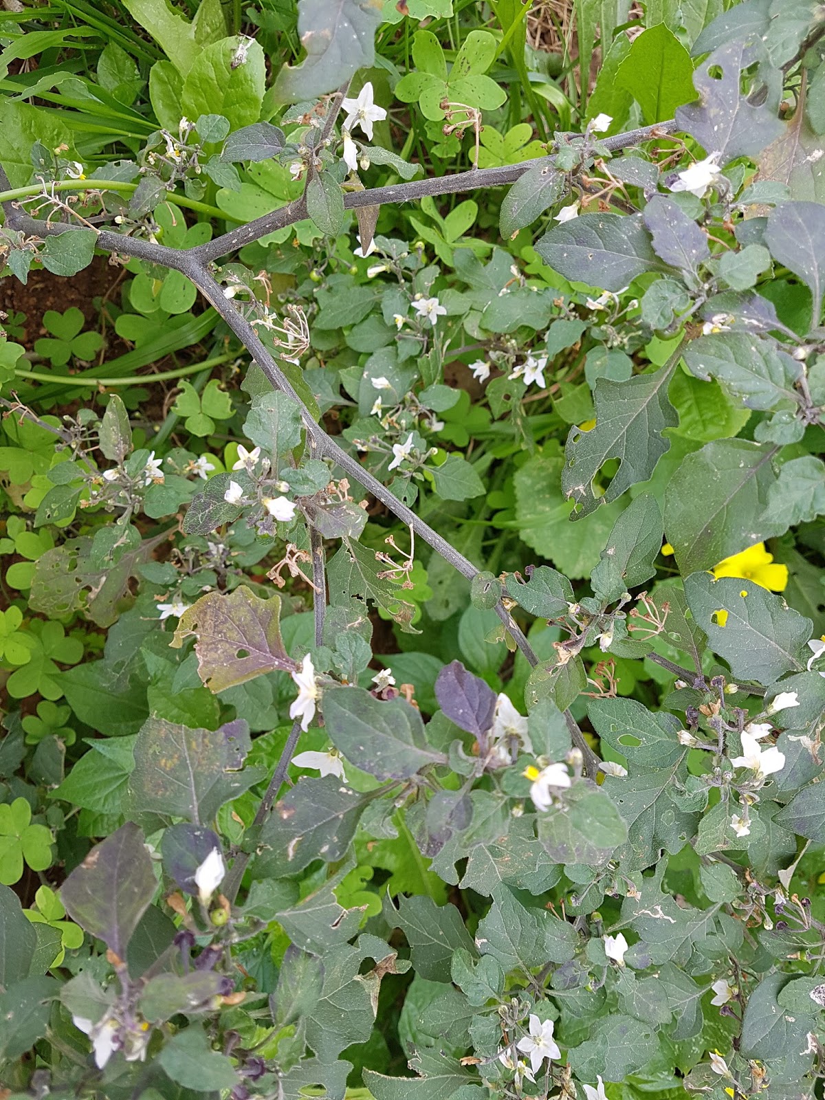 La luna de Ítaca Tomatillo del diablo, Solanum nigrum, Hierba mora