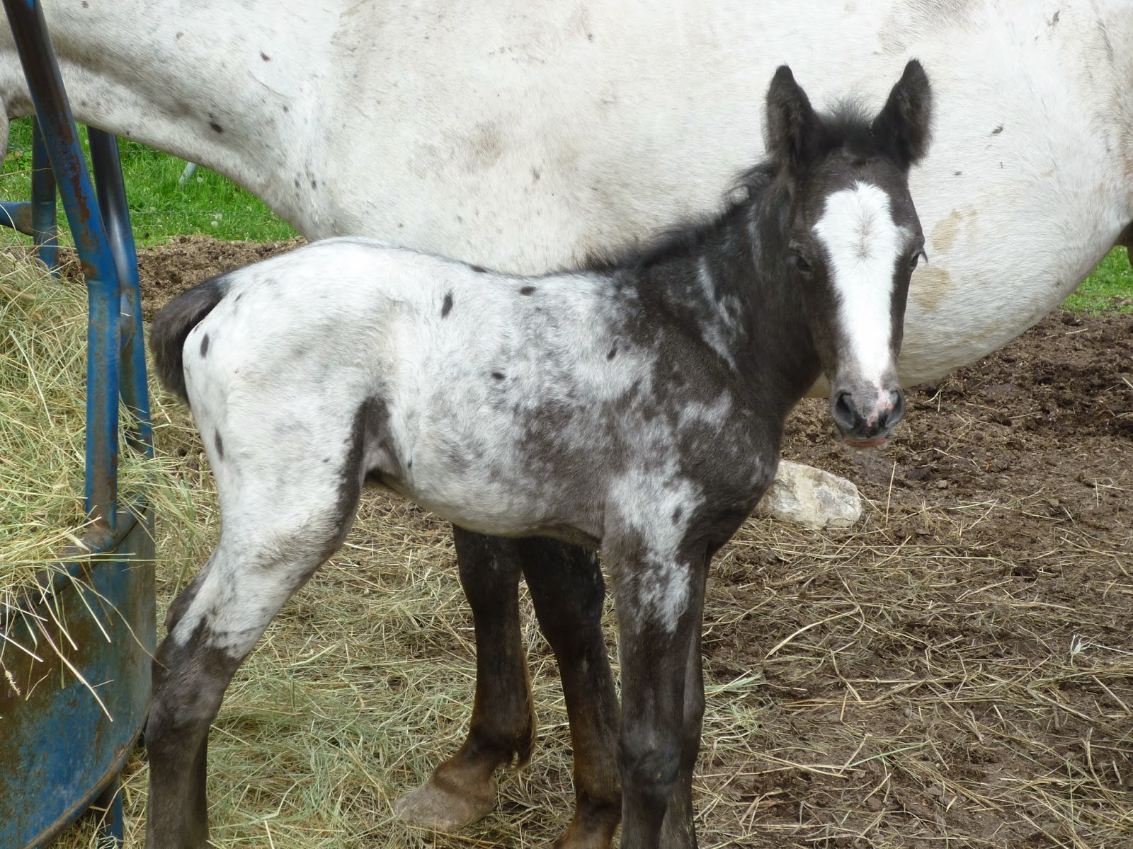 HORSES FOR SALE Horses for sale