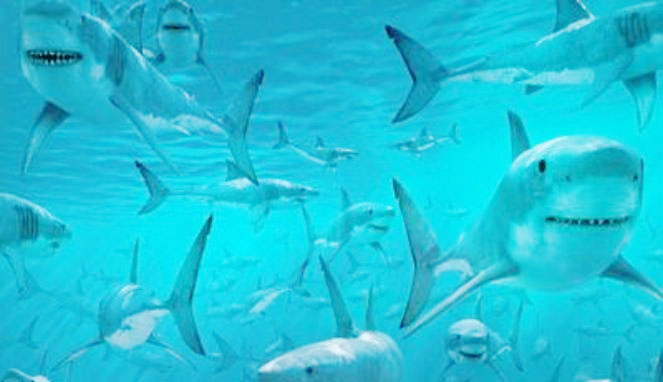 Sistem Reproduksi dan Pencernaan Pada Ikan Hiu | Ikan Hias Populer