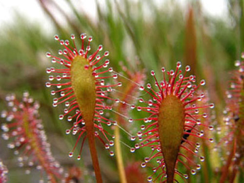 drosera