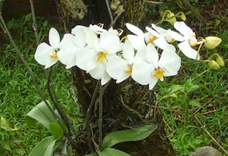  merupakan salah satu Anggrek yang populer Anggrek Bulan Bunga Nasional Indonesia
