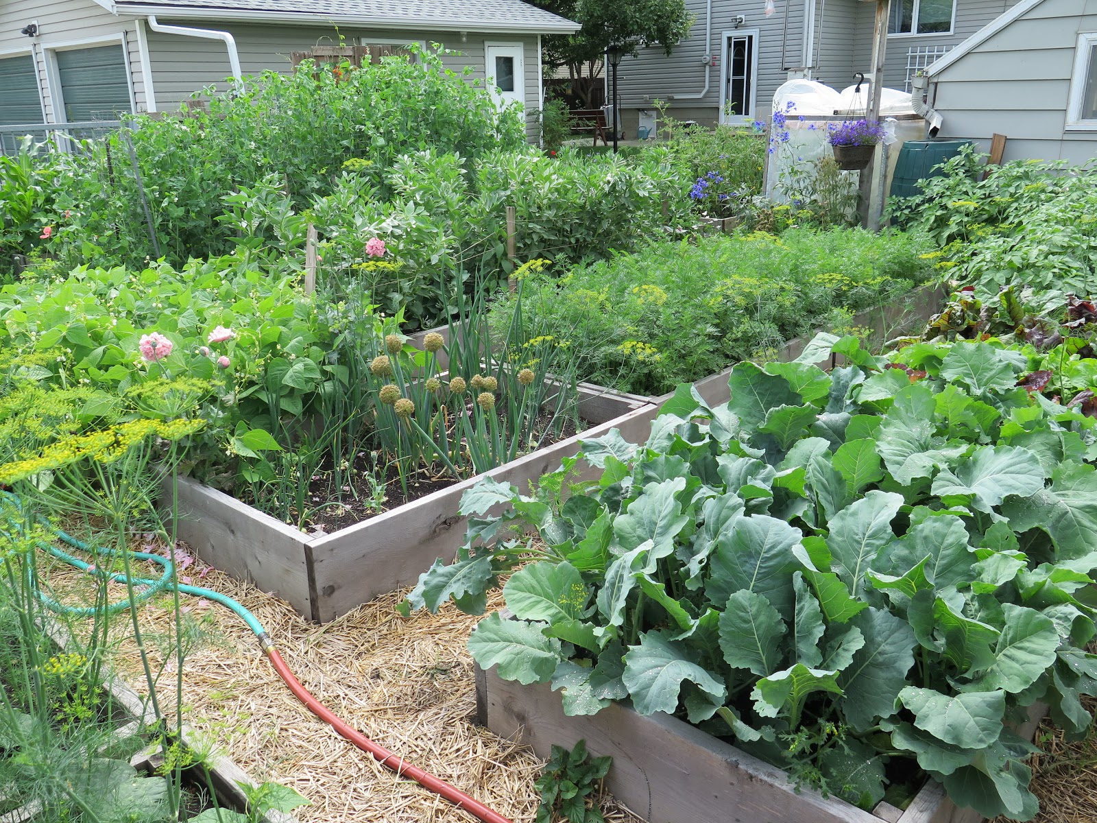 Simple Moodlings: Mary, mary, quite contrary, how does your garden grow?