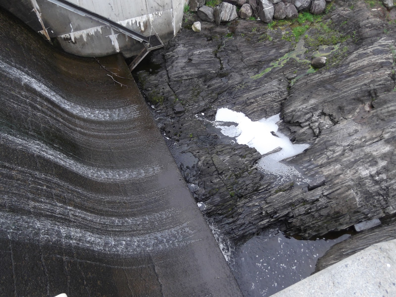 2012 Fish Big Year River Herring in Maine