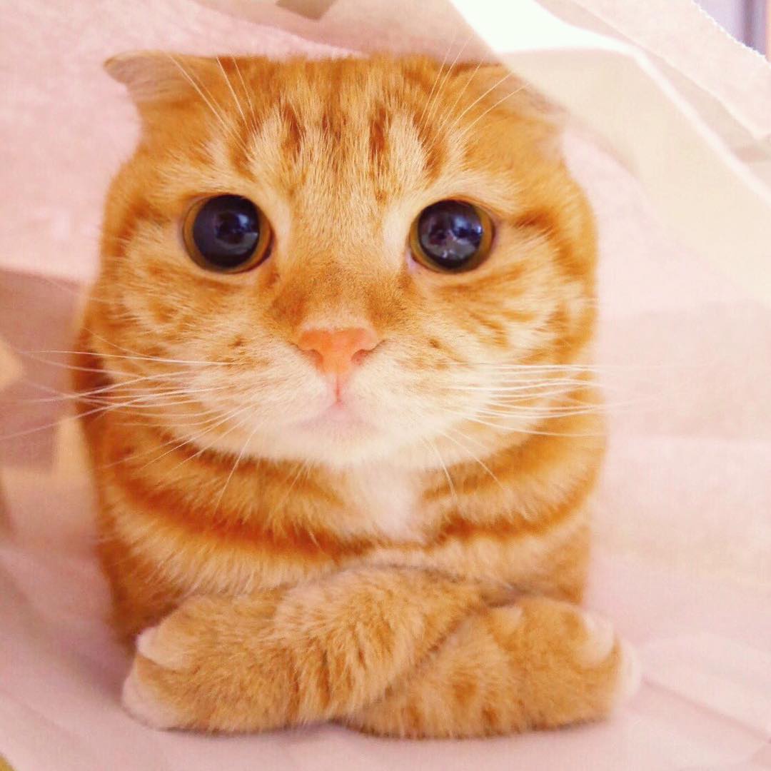 Funny cats part 174 (40 pics + 10 gifs) Amazing Creatures