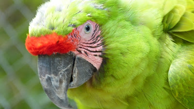 Ara ambiguus macaws Nicaragua