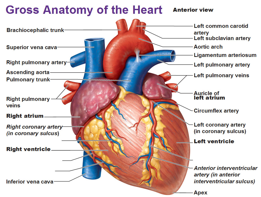 Crimes Of The Heart A Case Study Of Cardiac Anatomy