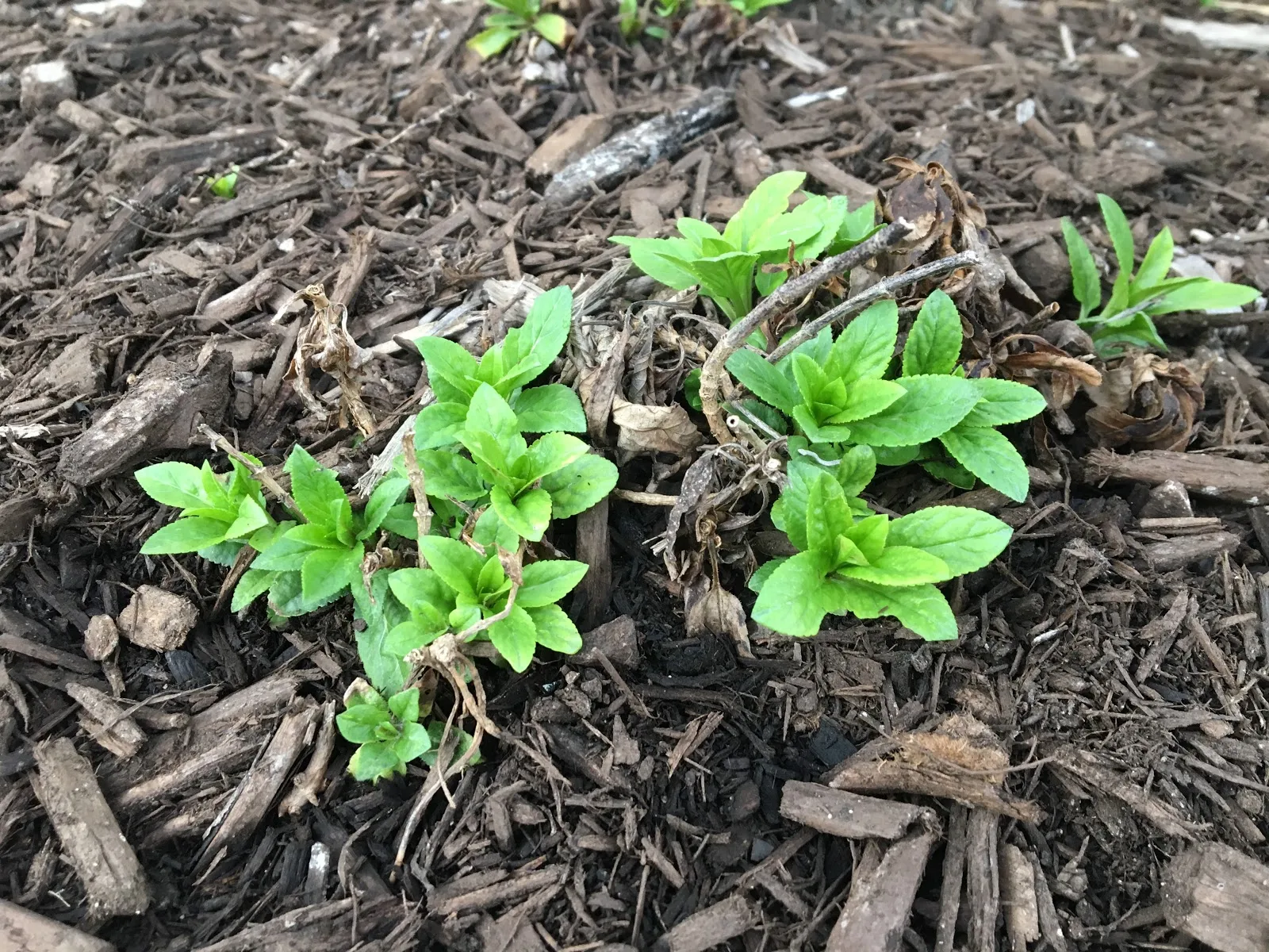 Healthy plants growing through organic mulch for weed suppression and garden growth