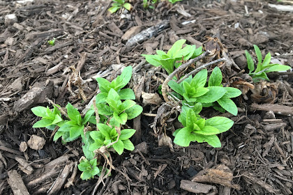  Master Growing Through Mulch - Pro Tips