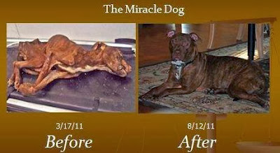 Emaciated & Dying Dog’s Amazing Transformation