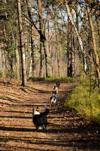 pies w biegu pies, zielony ług, spacer z psem, w podróży z psem, podróże z psem, Mazowsze, las, Warszawa, welsh corgi, welsh corgi cardigan, cardigan, corgi, biba, yuma, twiggy