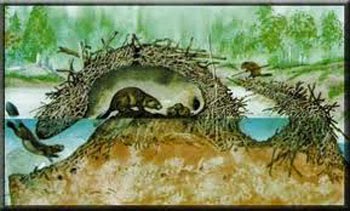 castor en su madriguera