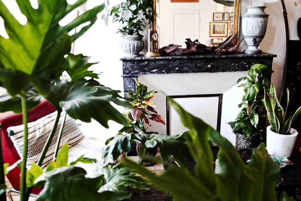 BLOG-MODE-HOMME-DECO-STYLE-INTERIEUR-PLANTES-POUR-MASCULINES-maplantemonbonheur-design-ecolo-vegetal-naturel - scindapsus schefflera croton philodendron monstera langue de belles meres 