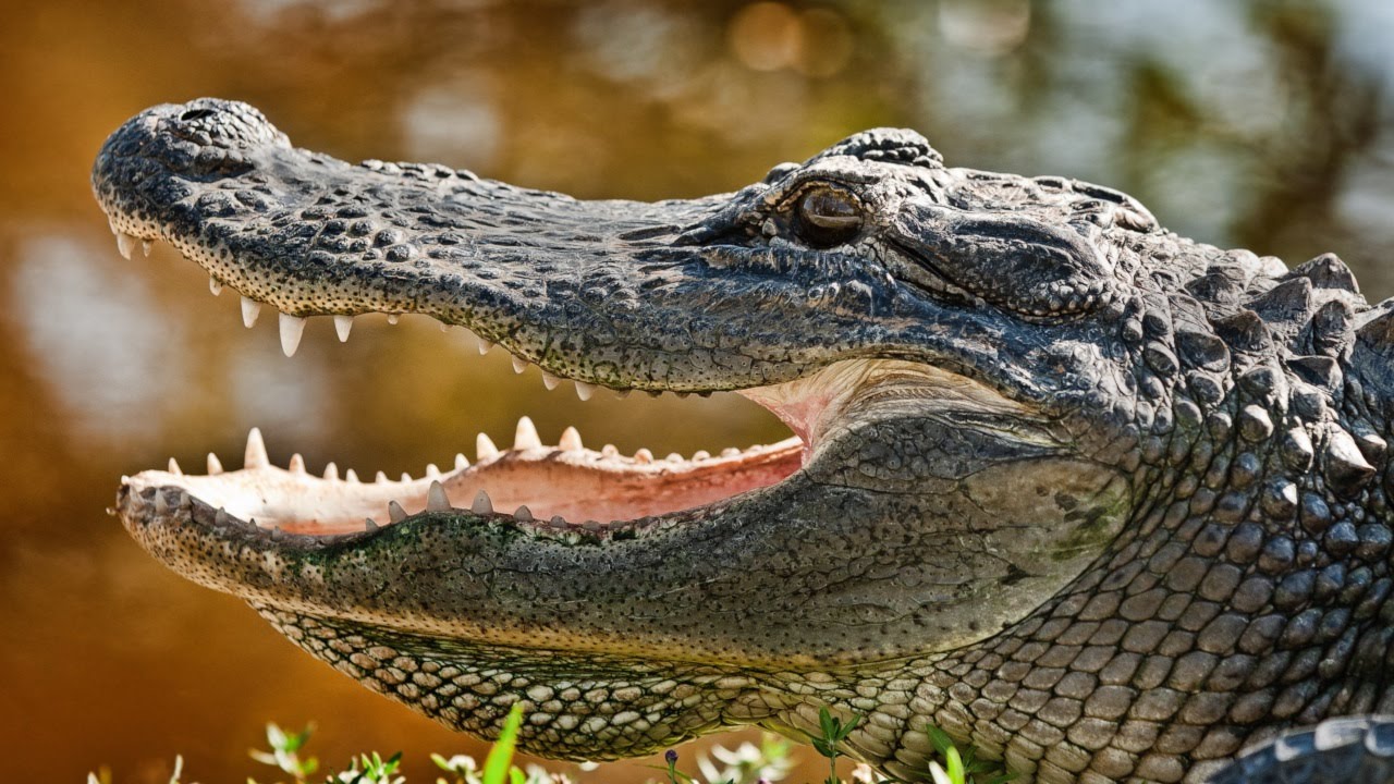 Funny animals