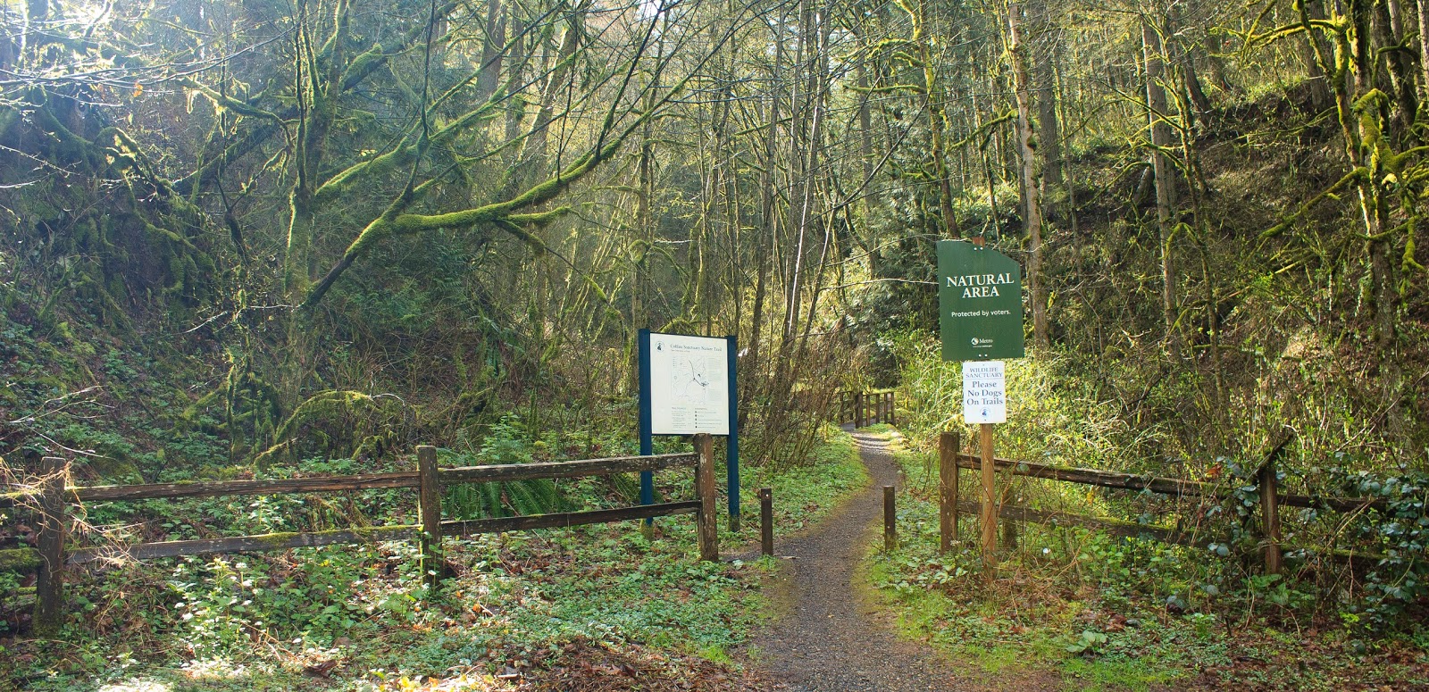 Dave Goes Outside Forest Park
