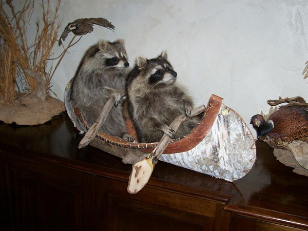 [Image: Funny-Taxidermy-Racoons.jpg]