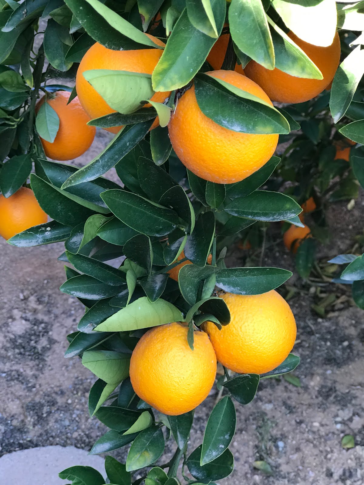 Walking Arizona Oranges in the Desert