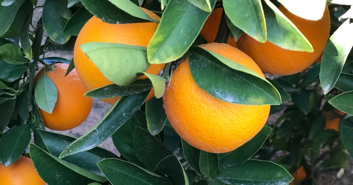 Walking Arizona Oranges in the Desert