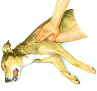 perro enfermo - dos manos en un perro - dos manos y un perro - perro dormido - respiración artificial a un perro - perro que no puede respirar - darle los primeros auxilios a un perro