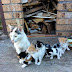 You Never See Bad People Helping Feral Cats