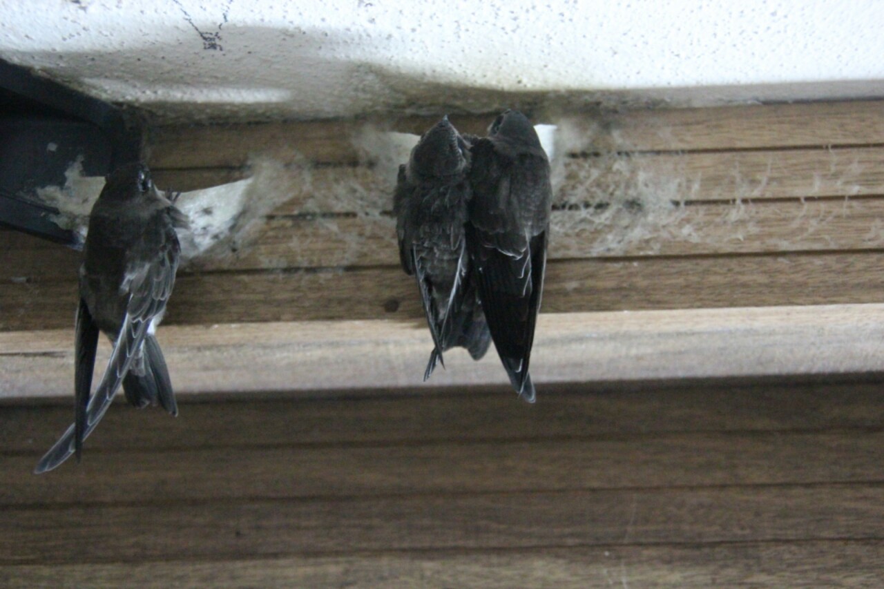 NUMIT Bird Nest 浓密燕窝 BIRD's NEST ORIGINATED FROM TAIPING, MALAYSIA