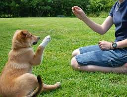 secrets to dog training