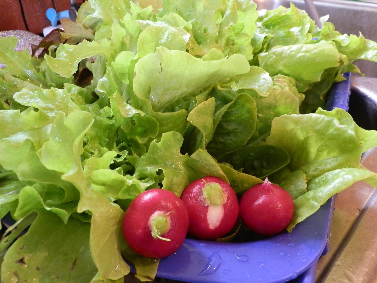 Our Bit of Dirt Salad for Me Radish Leaves for the Rabbits