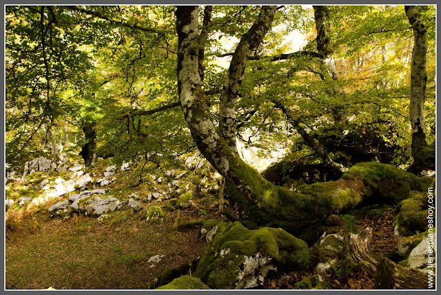 Lagos de Covadonga: Bosque Palomberu