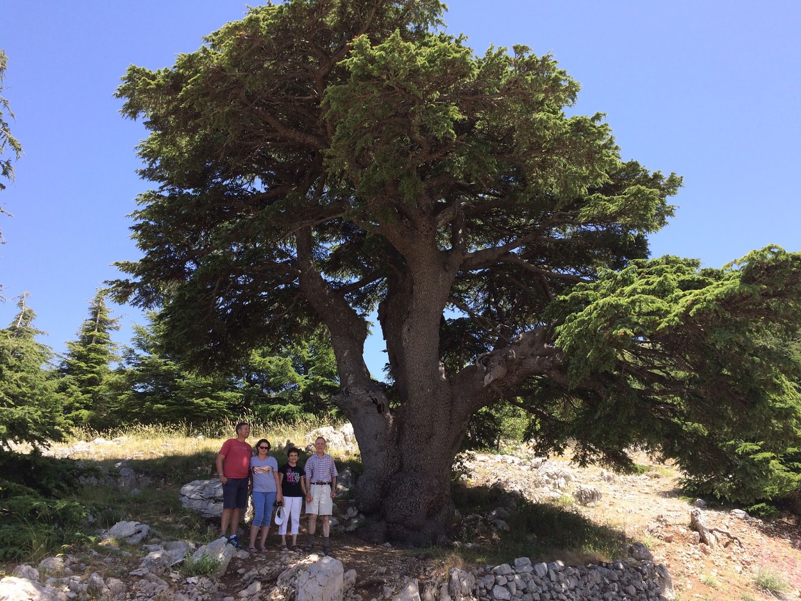 Gill D'achada What can we learn from the cedars of Lebanon?