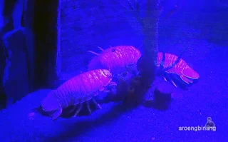 jakarta aquarium neo soho