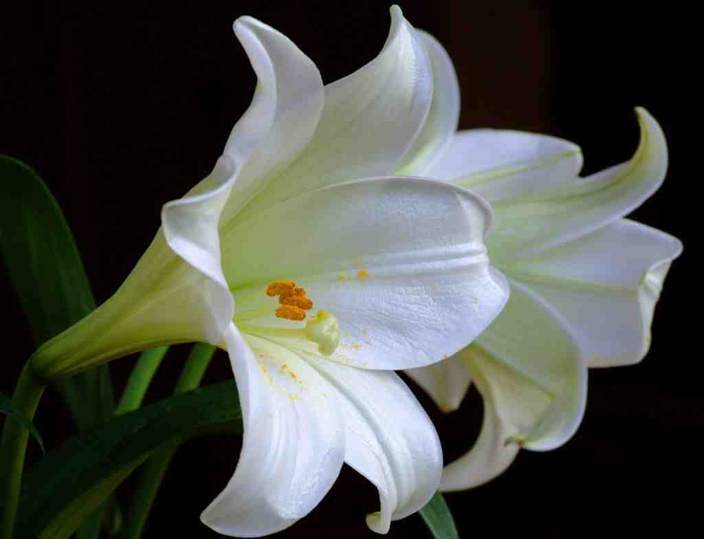 missu kumiko Makna  bunga  lily  putih