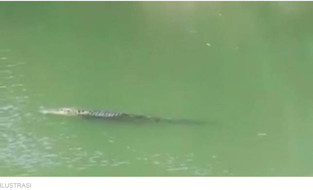 Setelah Memangsa Seorang Remaja, Buaya Ini Mencaplok Pawang - Sudut Buku